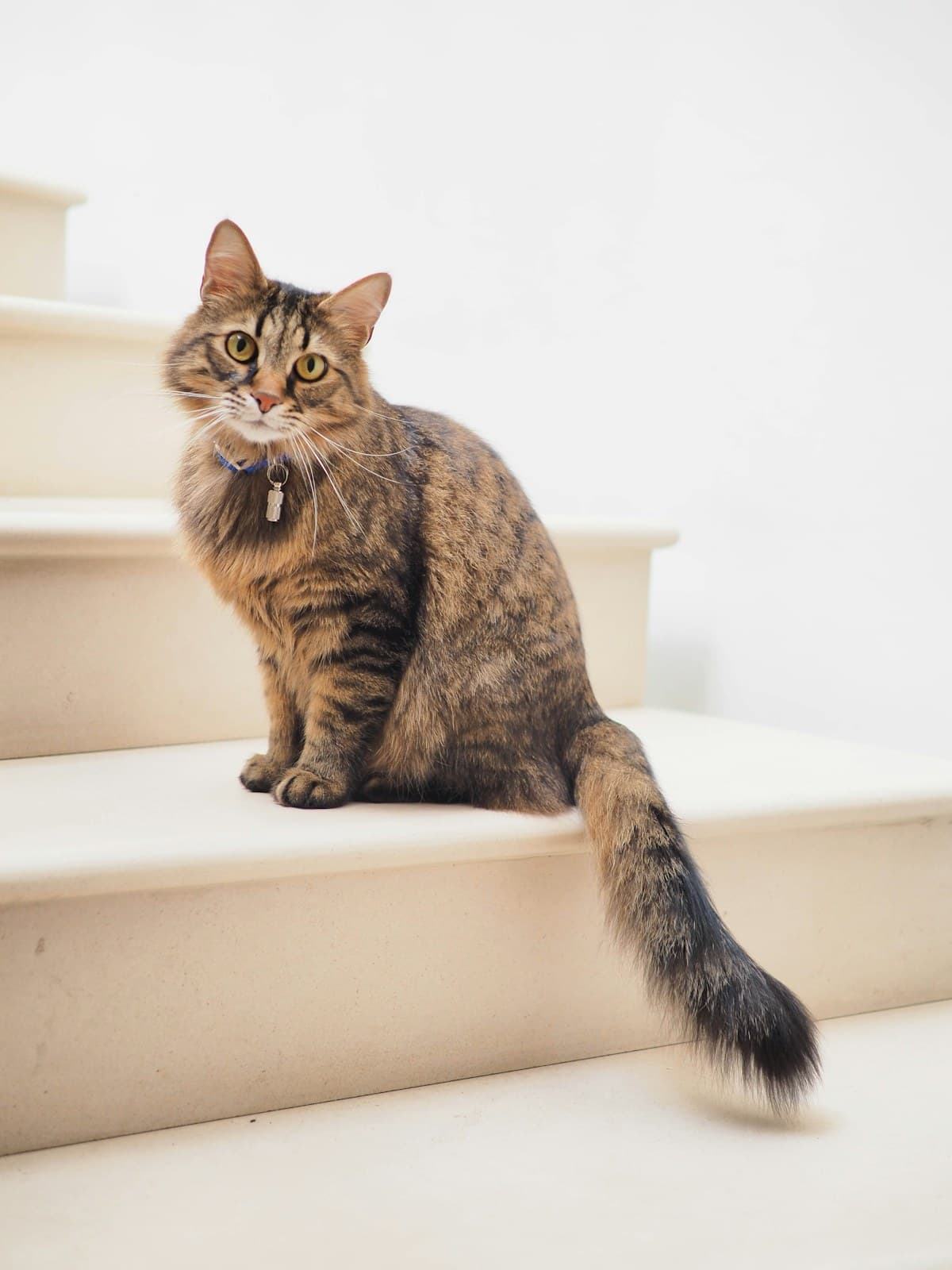 A tabby cat sitting calmly on indoor stairs