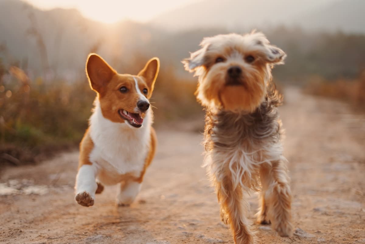 Two happy dogs running together on an outdoor path