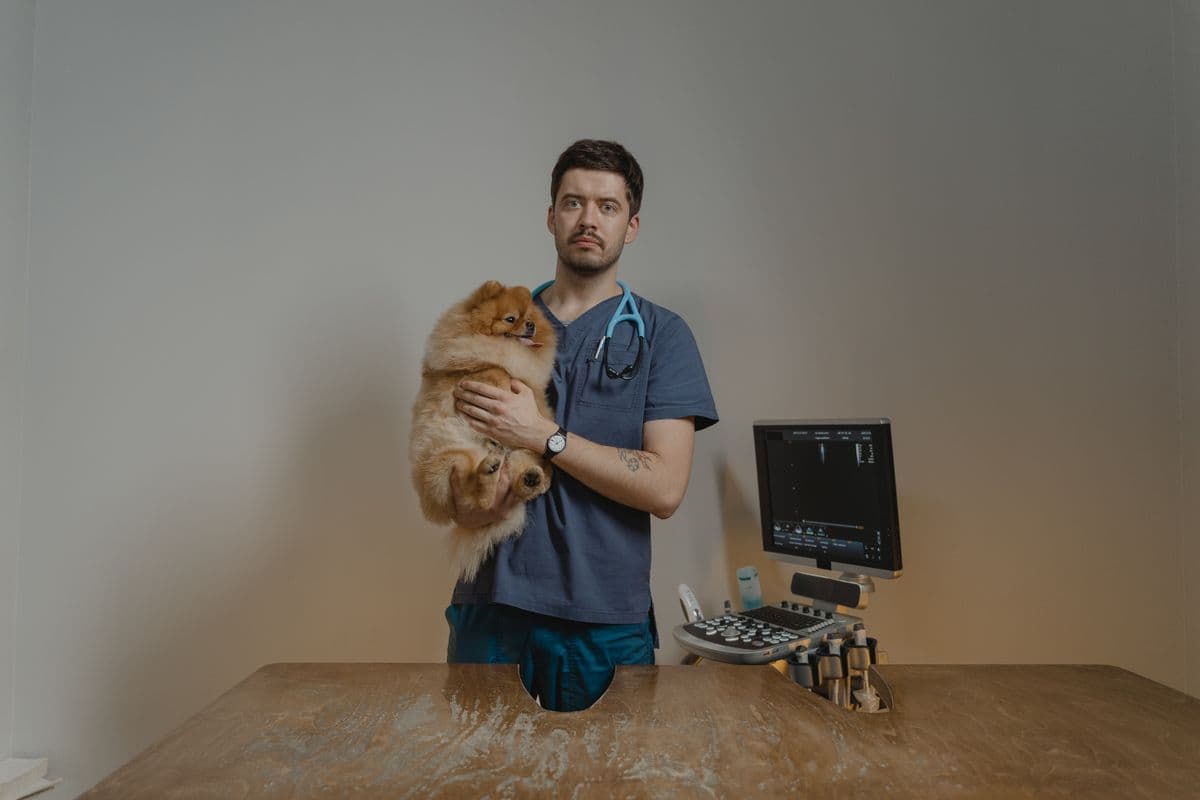 A small dog receiving a calm health check from a veterinarian