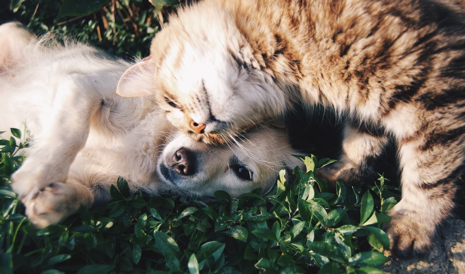 A content dog and cat relaxing together outdoors